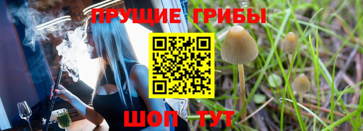 Кулебаки  наркота  Вход с VPN  Галлюциногенные грибы Cubensis 